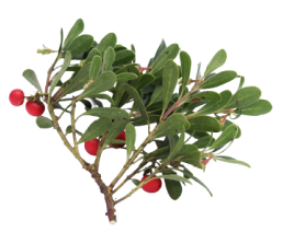 Uva Ursi